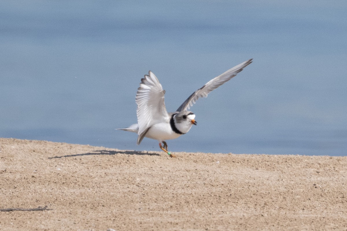 Piping Plover - ML619304463