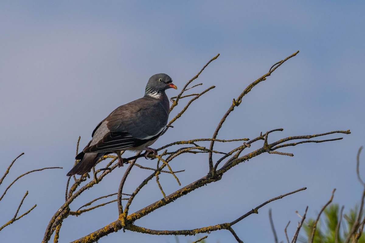 Common Wood-Pigeon - ML619304474