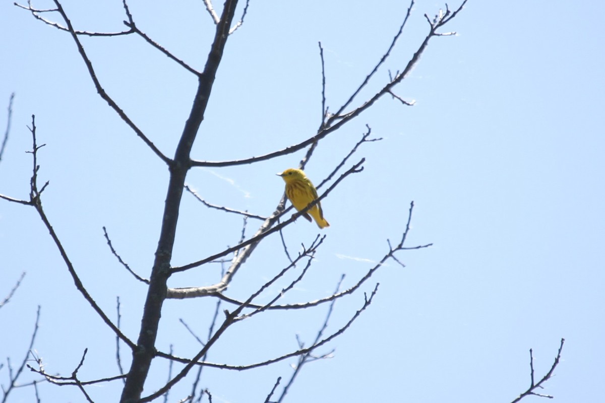 Yellow Warbler - ML619304485