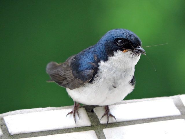 Blue-and-white Swallow - ML619304492