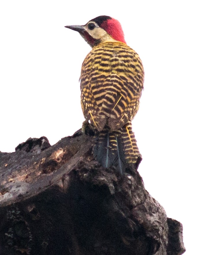 Green-barred Woodpecker - ML619304503