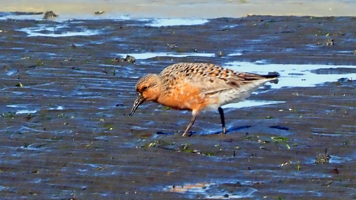 Red Knot - ML619304557