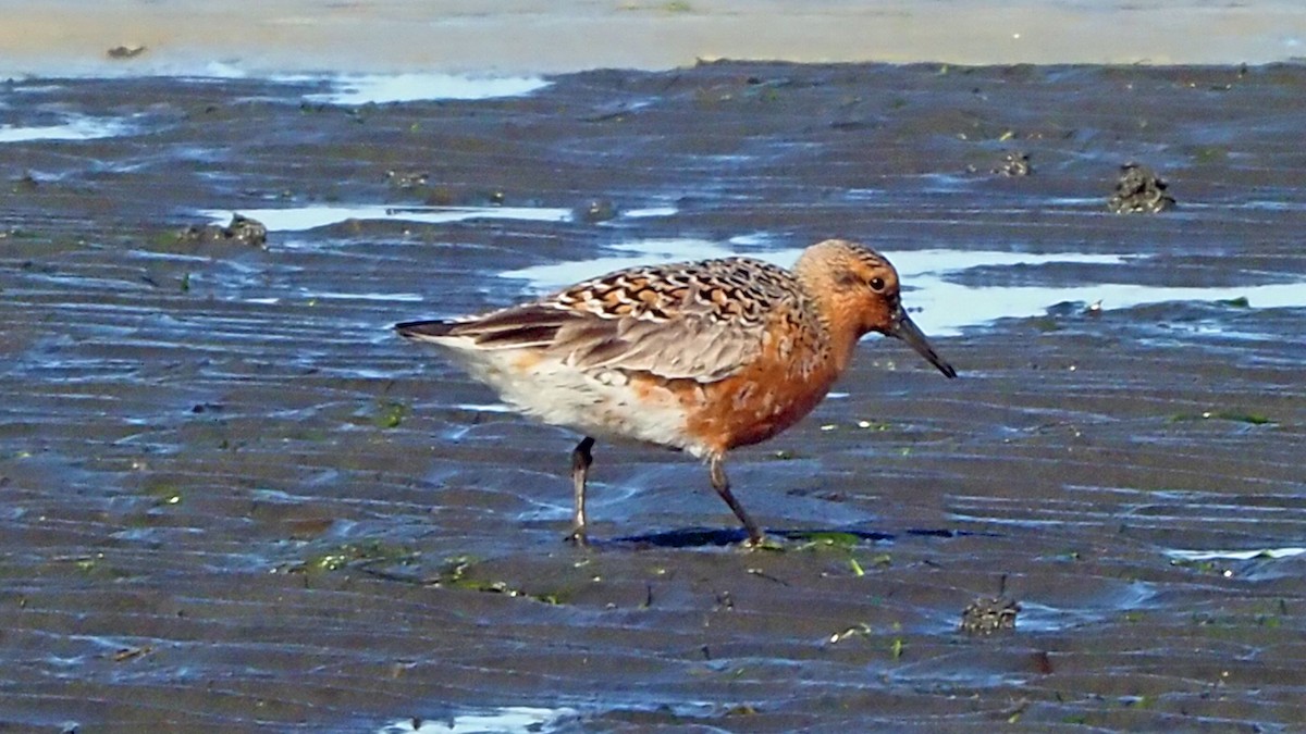 Red Knot - ML619304558