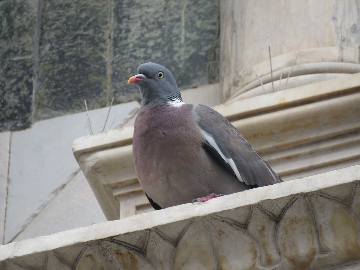 Common Wood-Pigeon - ML619304586