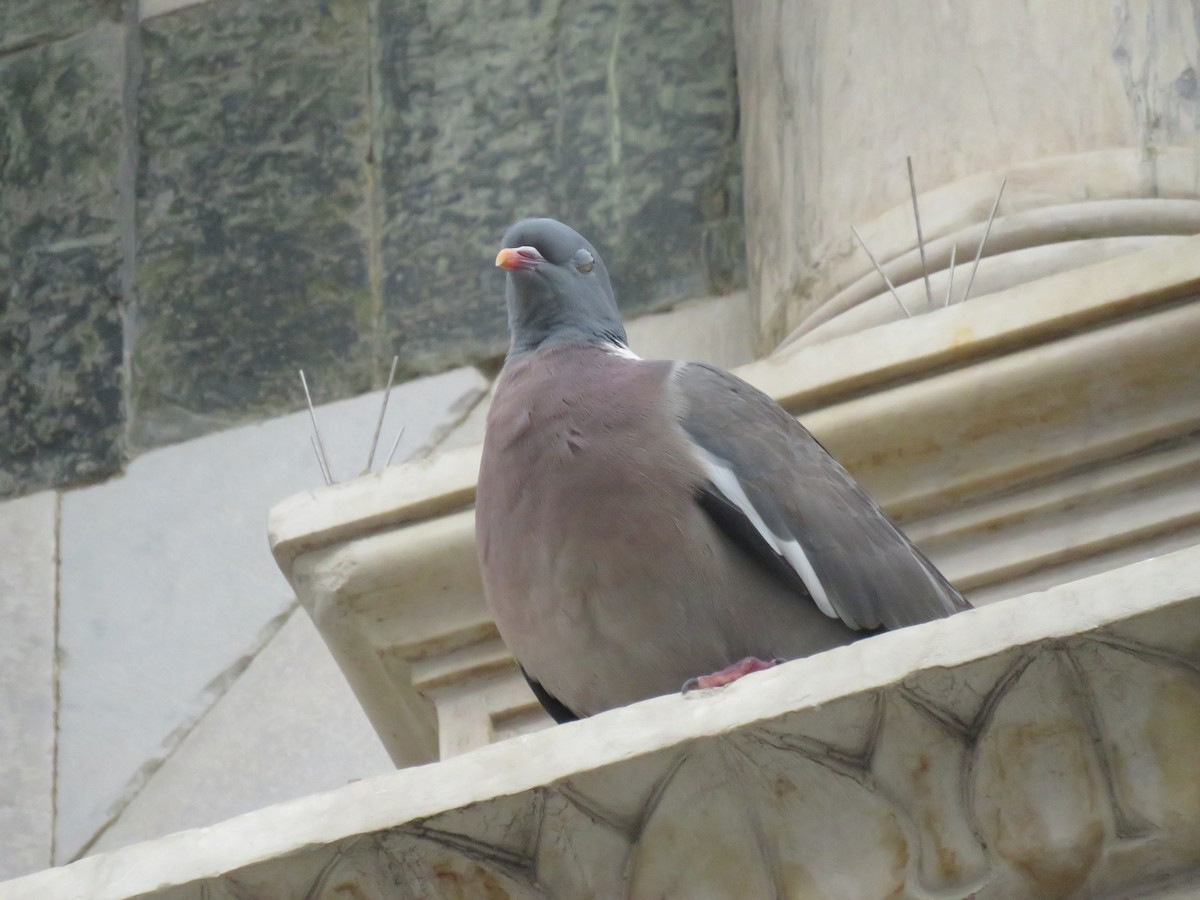Common Wood-Pigeon - ML619304590