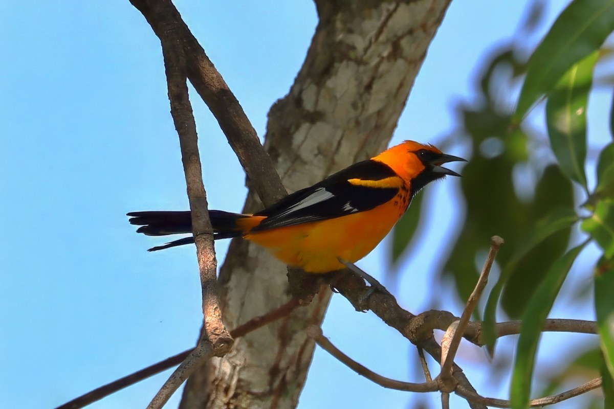 Spot-breasted Oriole - ML619304616