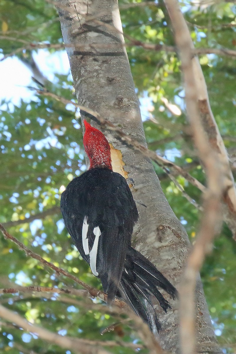Magellanic Woodpecker - ML619304635