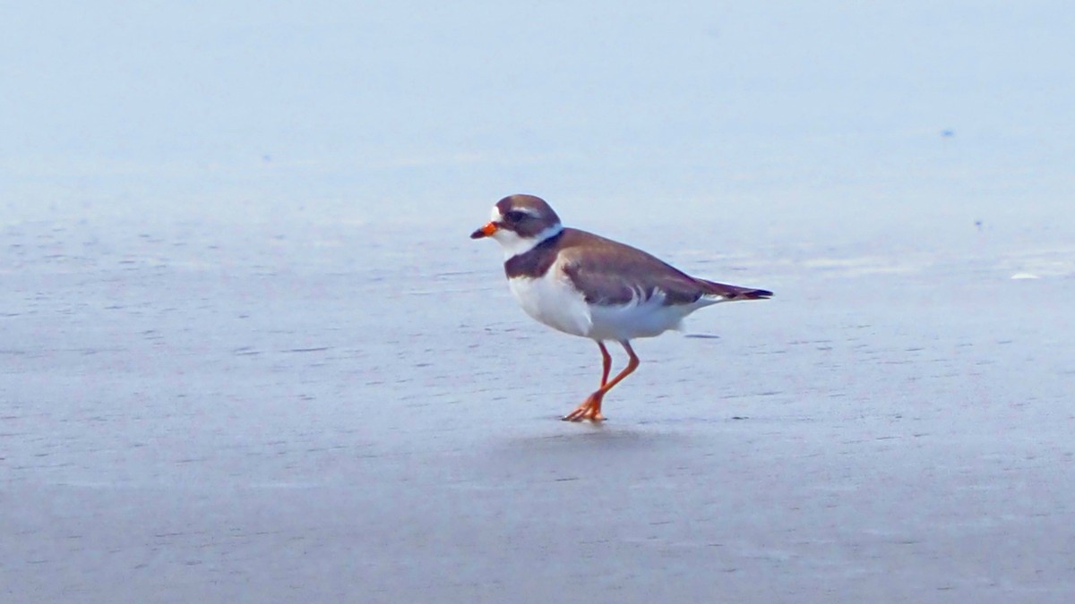 Semipalmated Plover - ML619304692