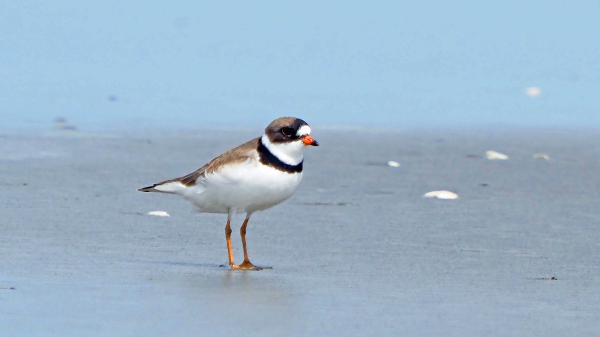 Semipalmated Plover - ML619304693