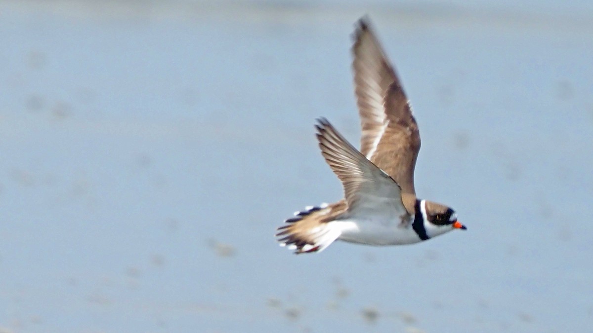 Semipalmated Plover - ML619304694