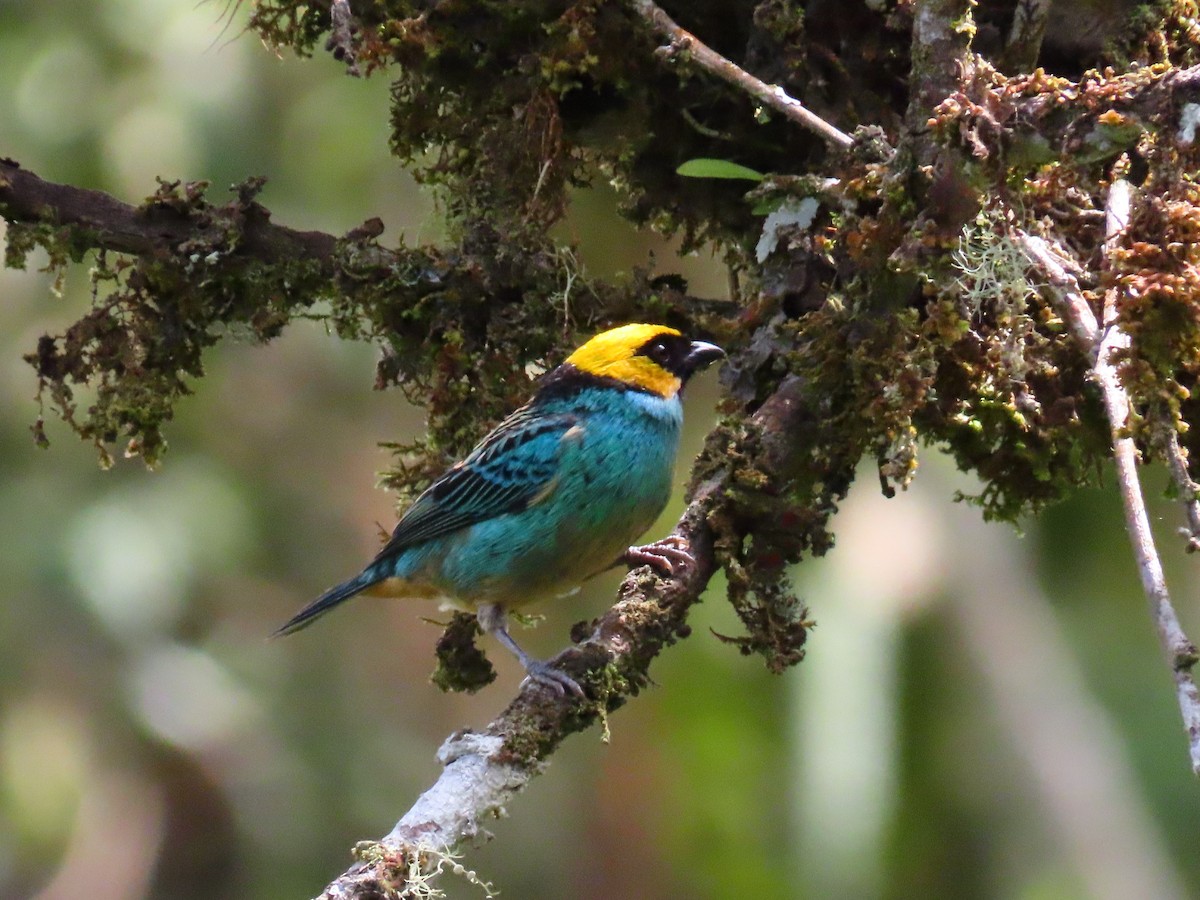 Saffron-crowned Tanager - ML619304696