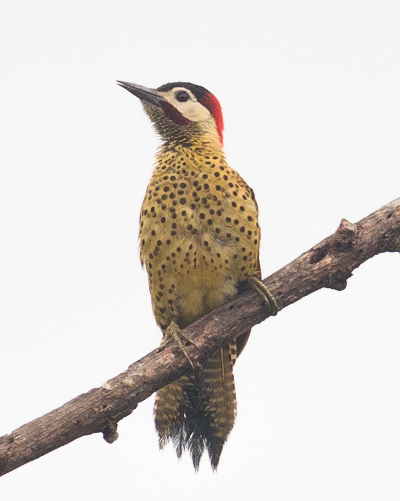 Green-barred Woodpecker - ML619304764