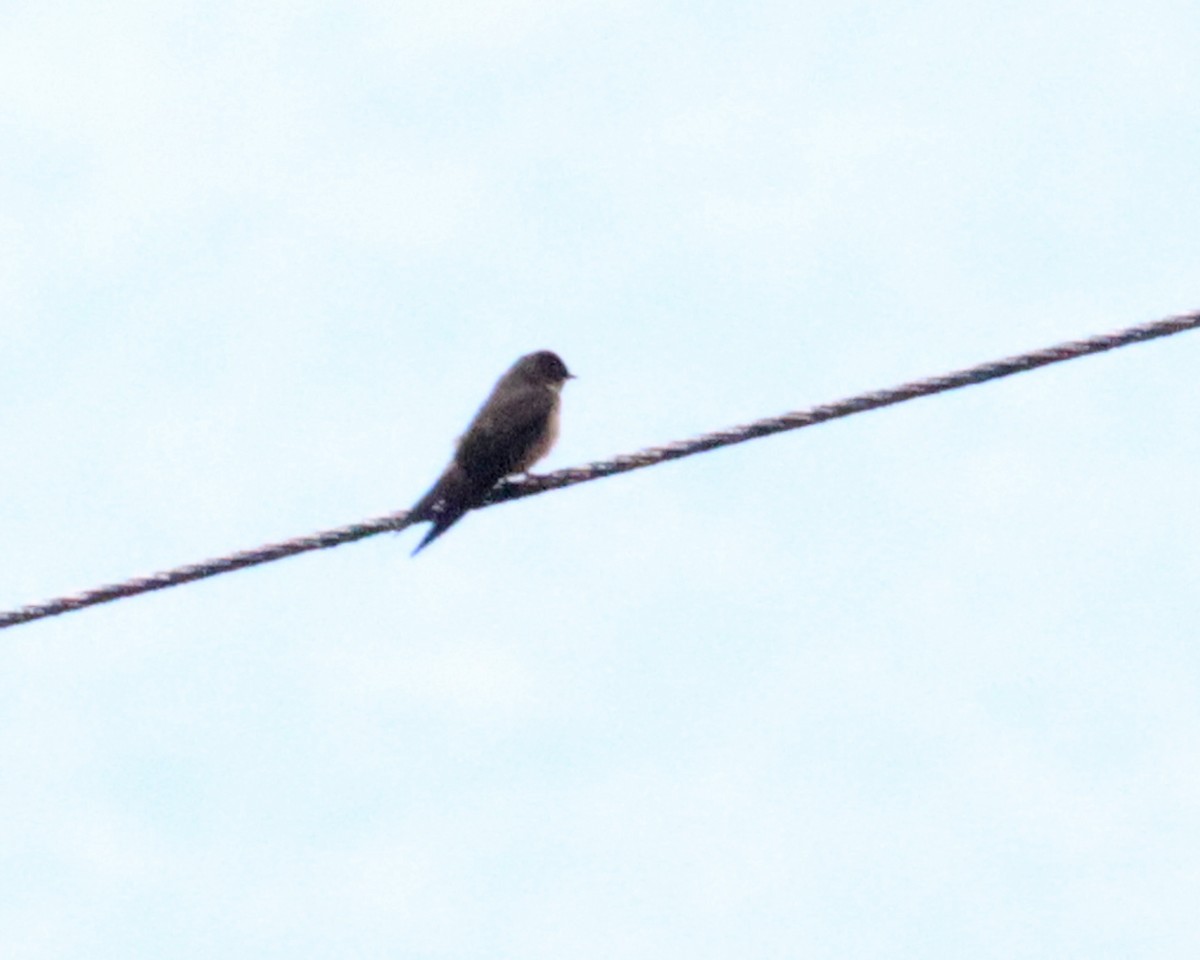White-thighed Swallow - ML619304784