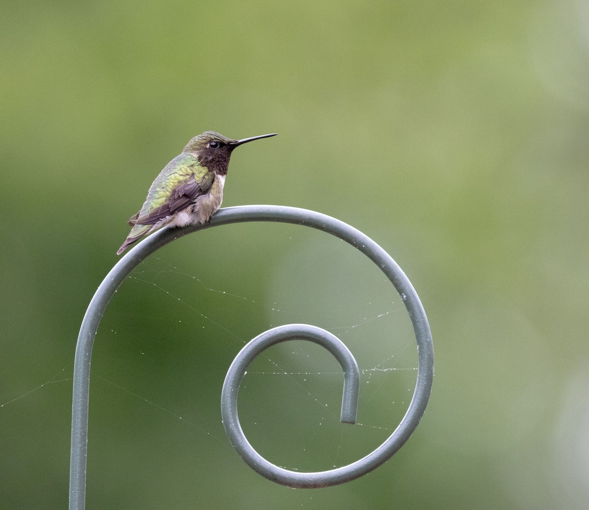 Ruby-throated Hummingbird - ML619304870