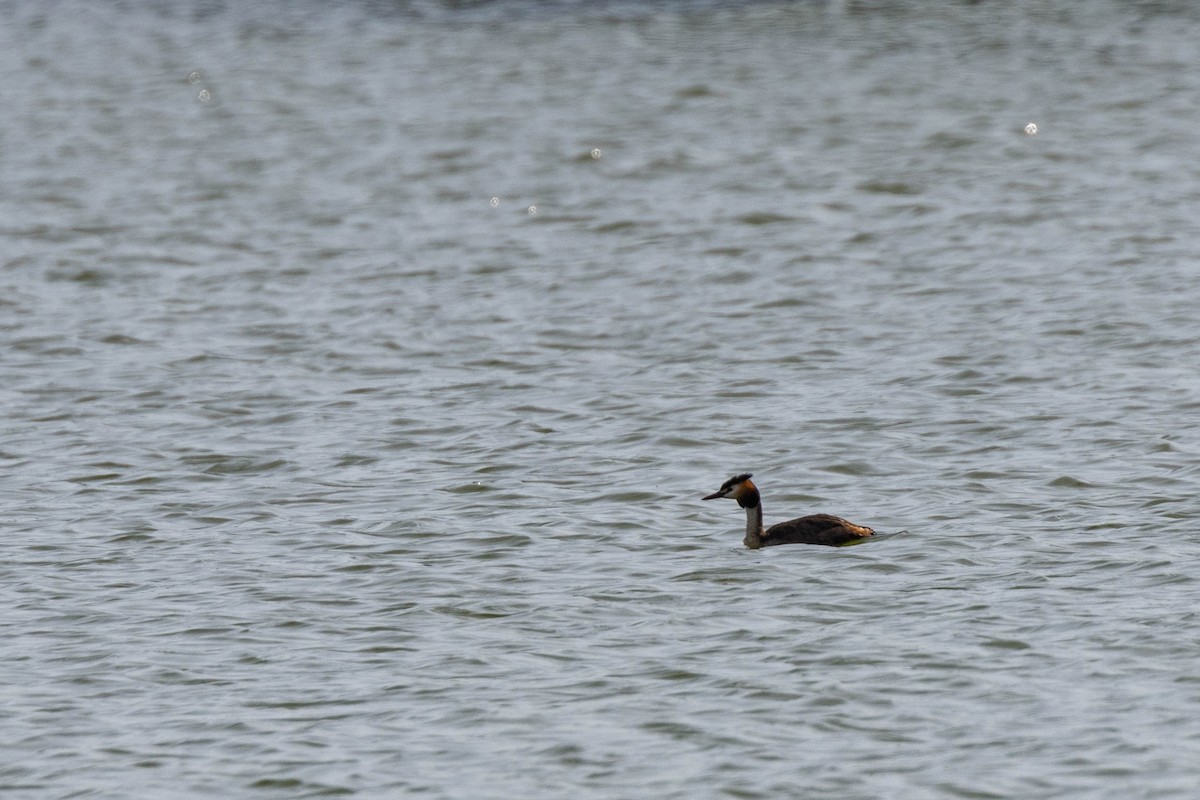 Great Crested Grebe - ML619304884