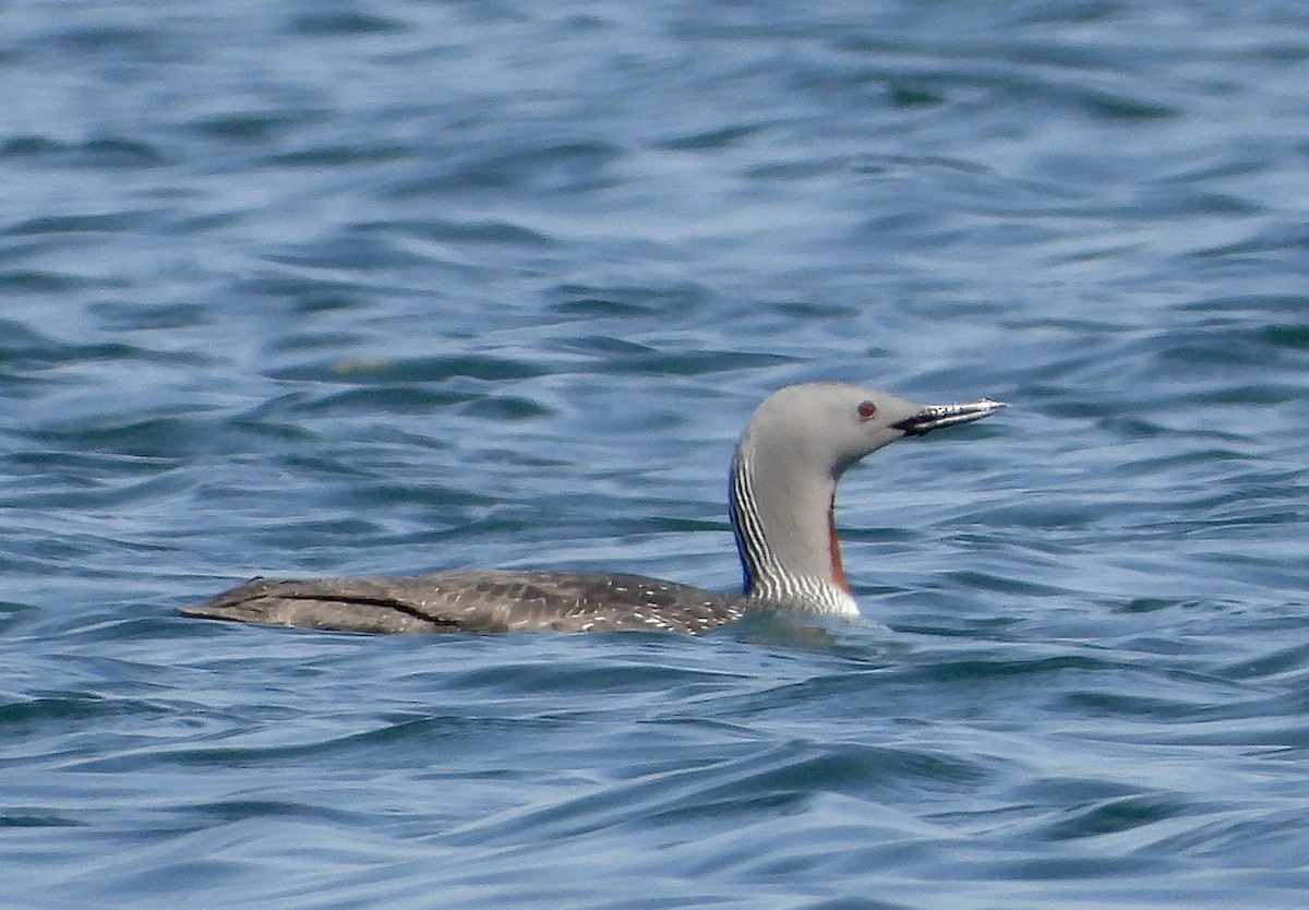 Red-throated Loon - ML619304933