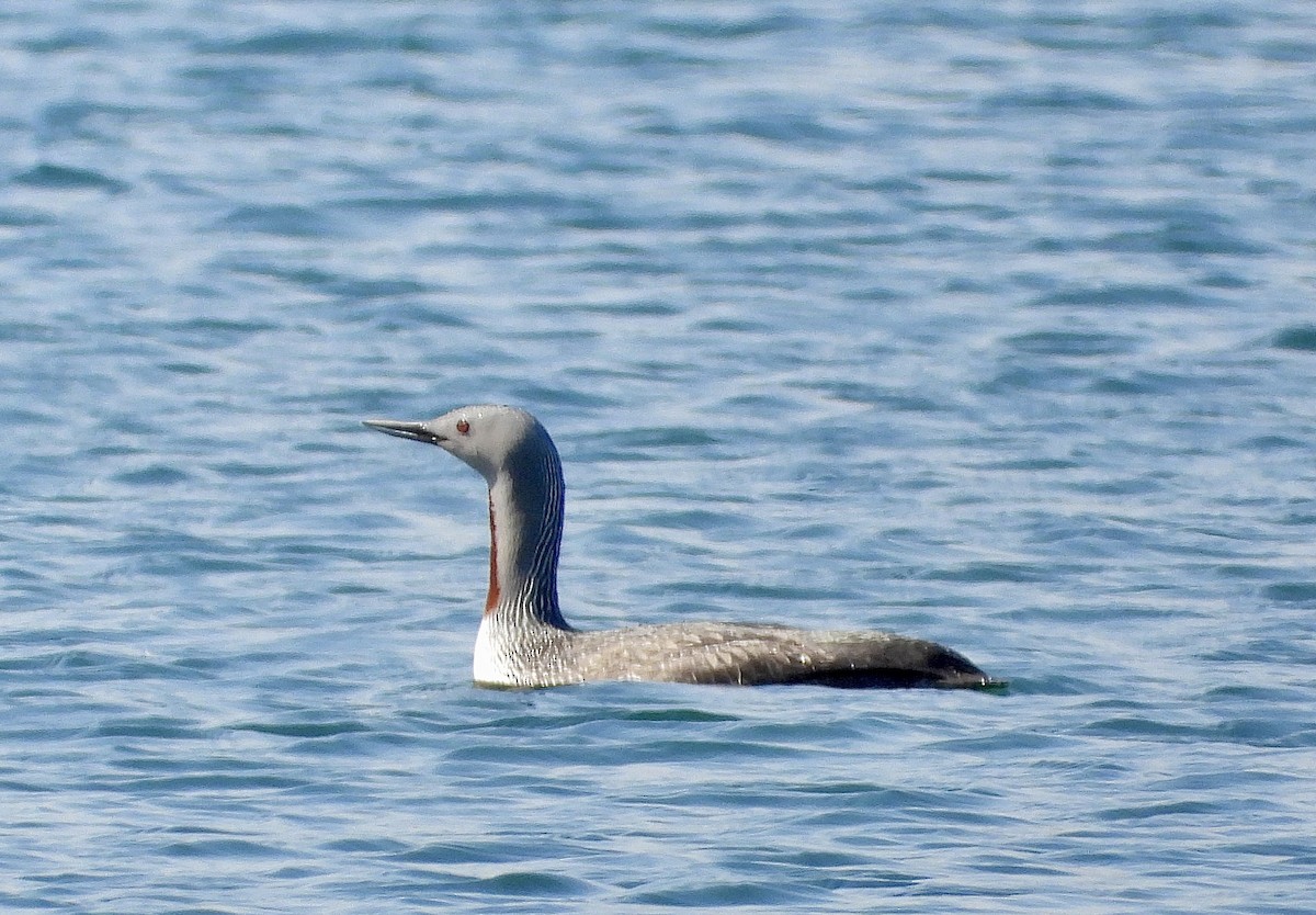 Red-throated Loon - ML619304935