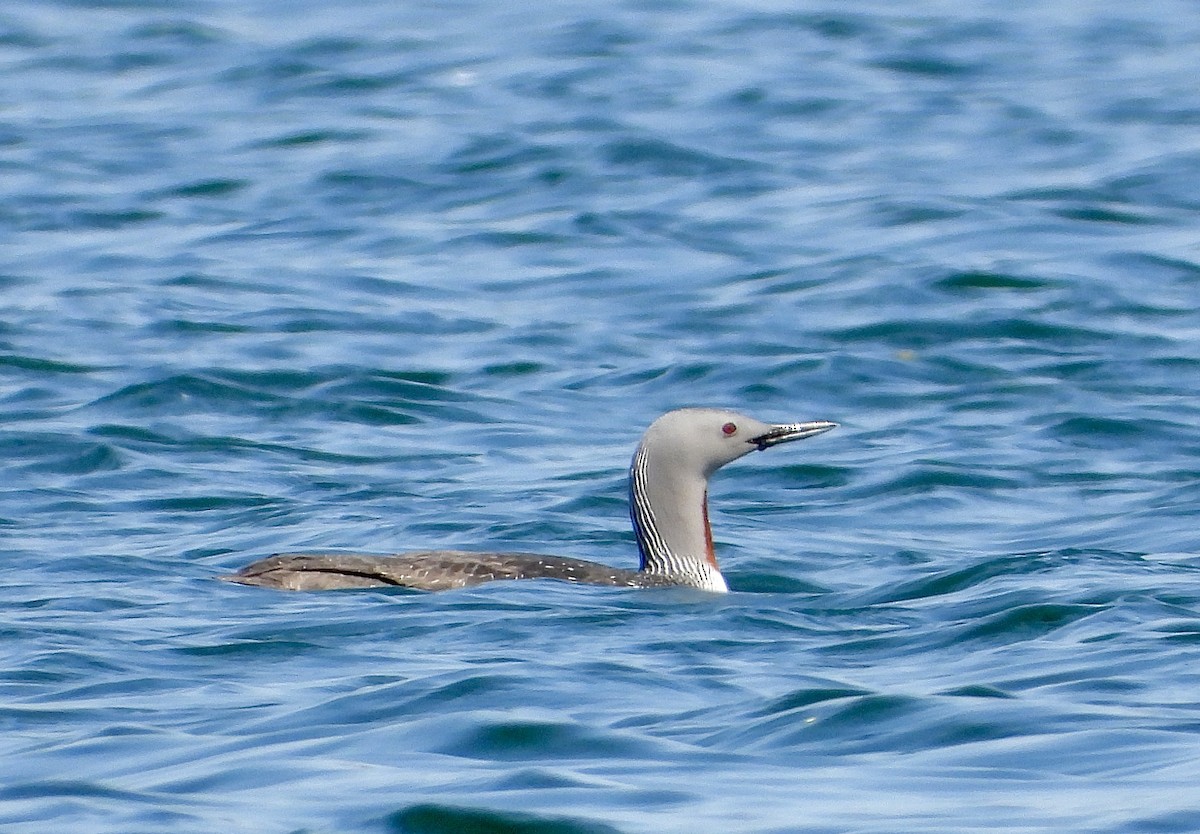 Red-throated Loon - ML619304936