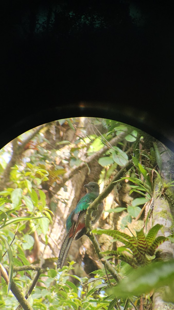 Quetzal resplendissant - ML619304943
