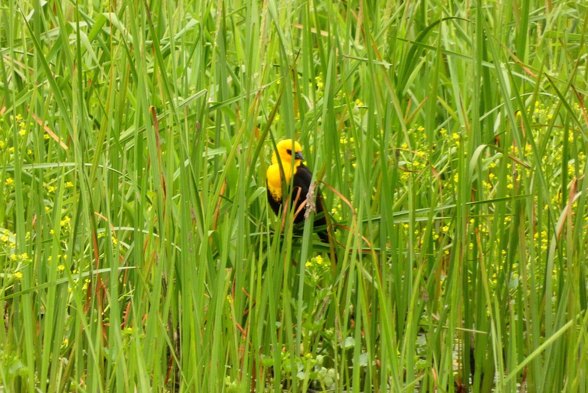 Yellow-headed Blackbird - ML619304967