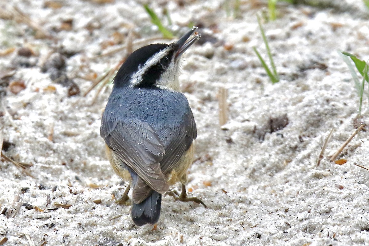 Red-breasted Nuthatch - ML619304978