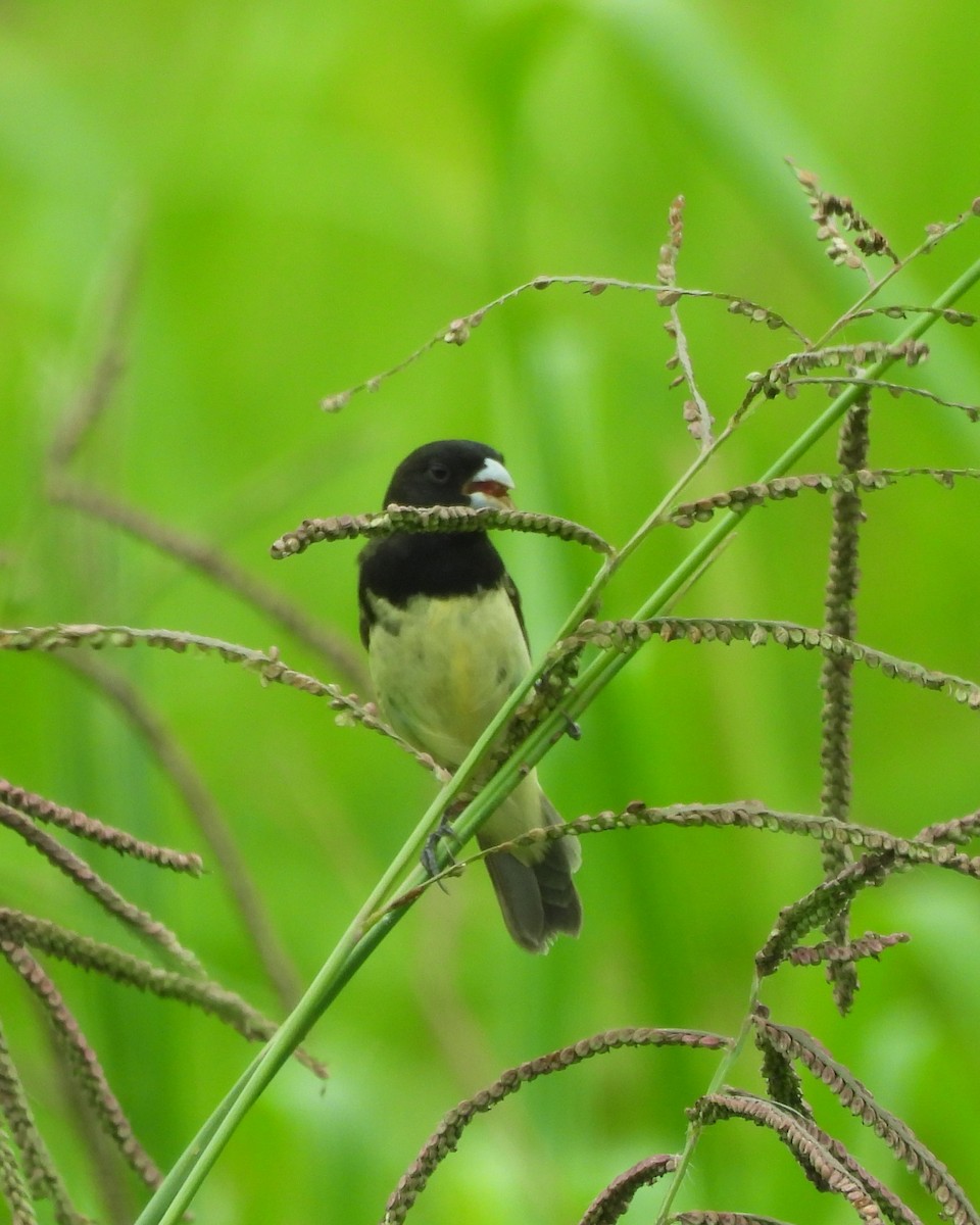 Yellow-bellied Seedeater - ML619304979
