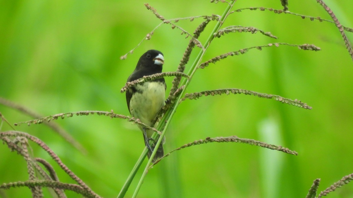 Yellow-bellied Seedeater - ML619304980