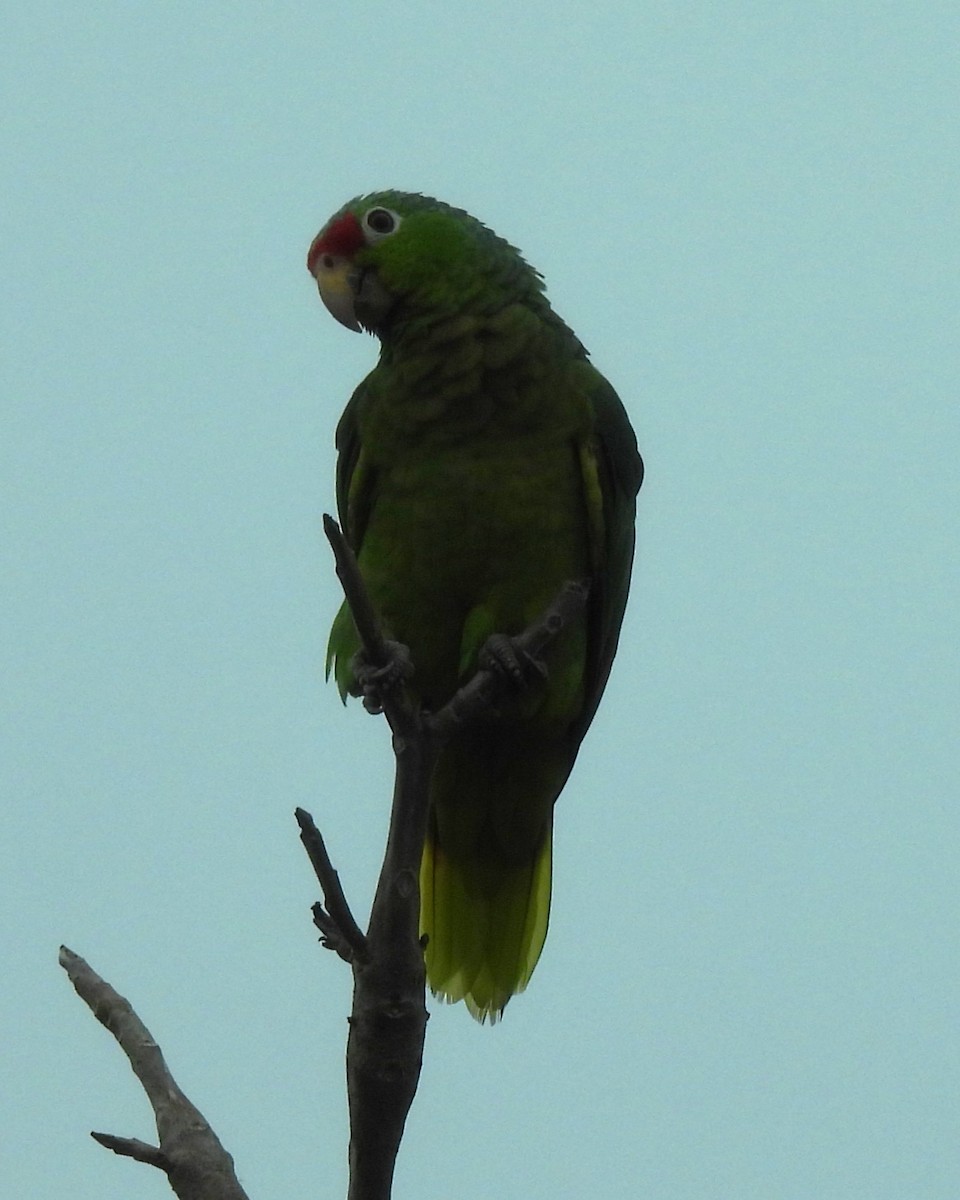 Red-lored Parrot - ML619305033