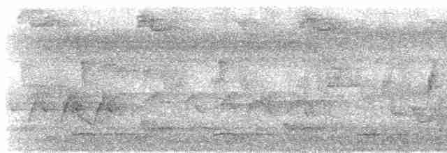Ariane à ventre gris - ML619305062
