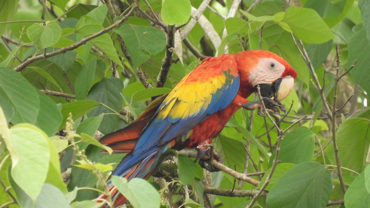Scarlet Macaw - ML619305072
