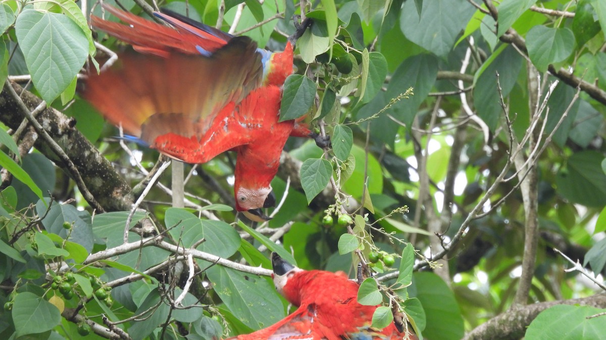 Scarlet Macaw - ML619305073