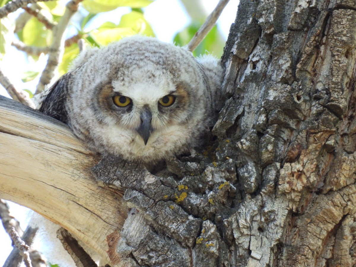 Great Horned Owl - ML619305079