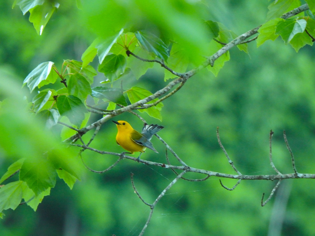 Prothonotary Warbler - ML619305086