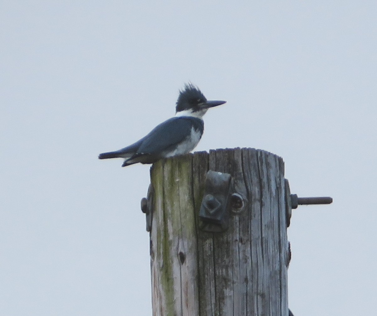 Belted Kingfisher - ML619305109
