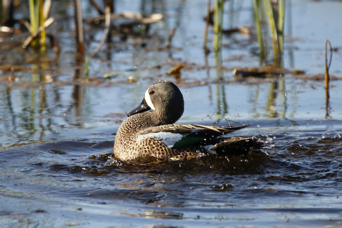 Blue-winged Teal - ML619305166