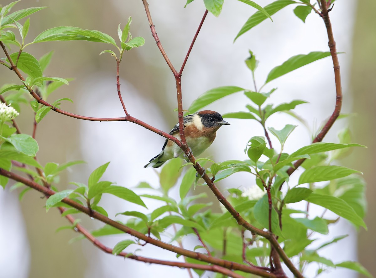 Bay-breasted Warbler - ML619305177