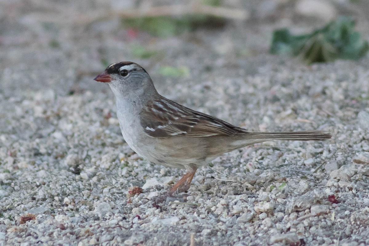 White-crowned Sparrow (oriantha) - ML619305273