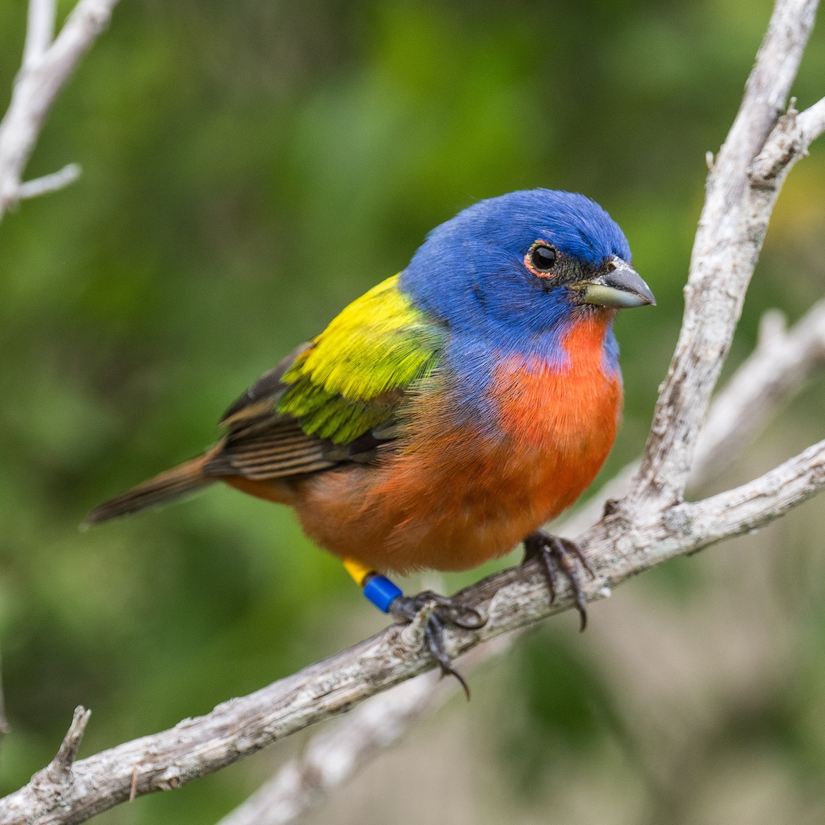 Painted Bunting - ML619305276