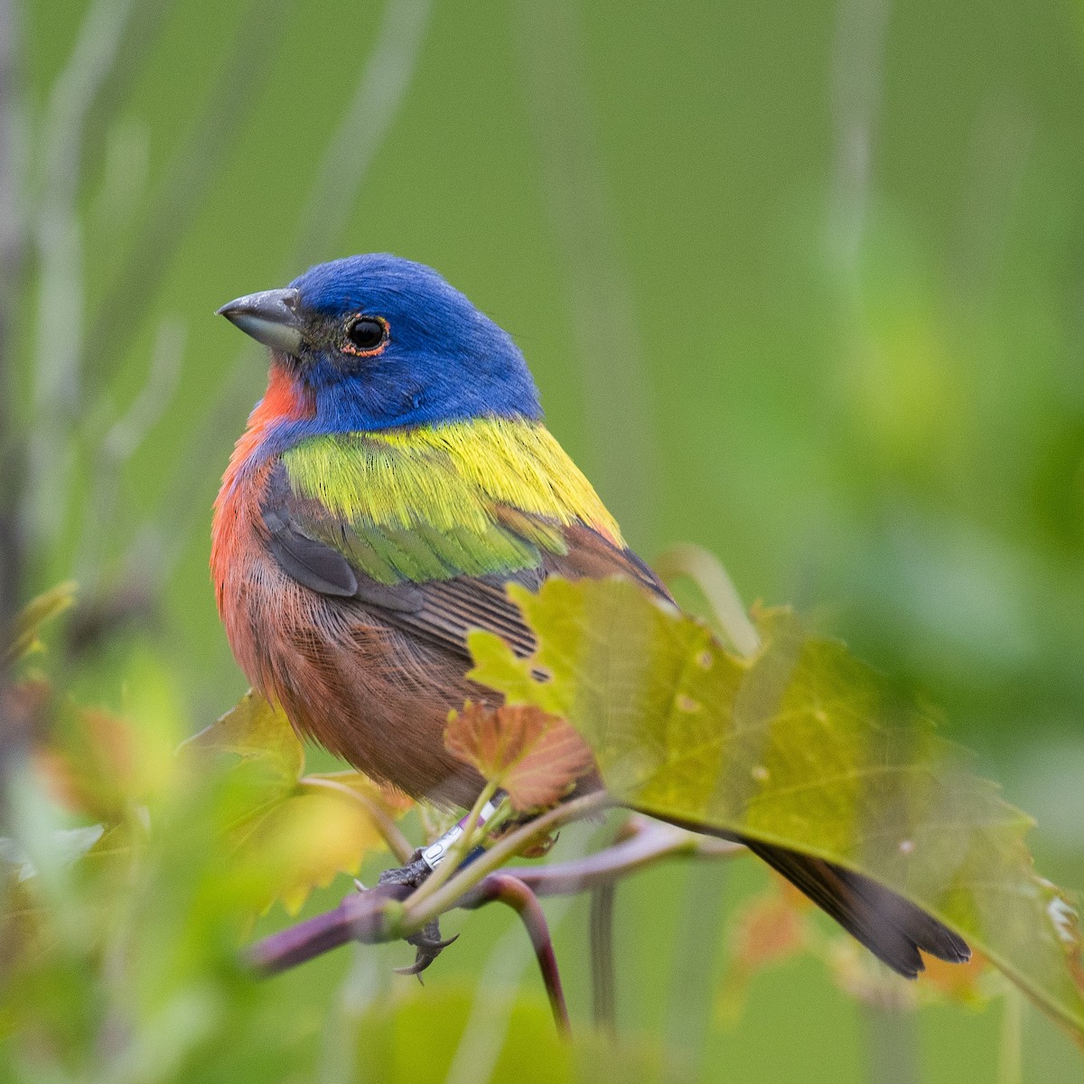Painted Bunting - ML619305277
