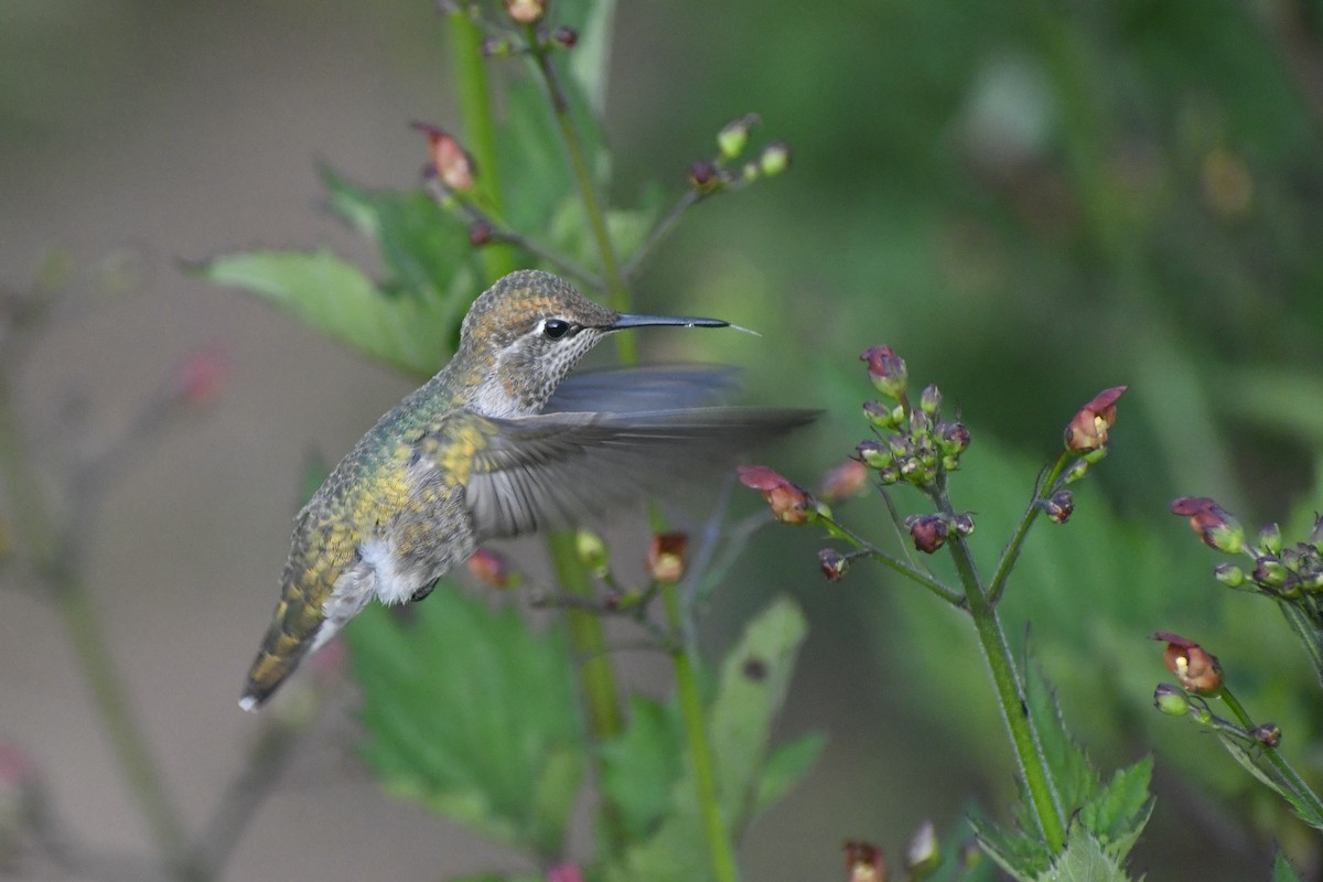 Anna's Hummingbird - ML619305286