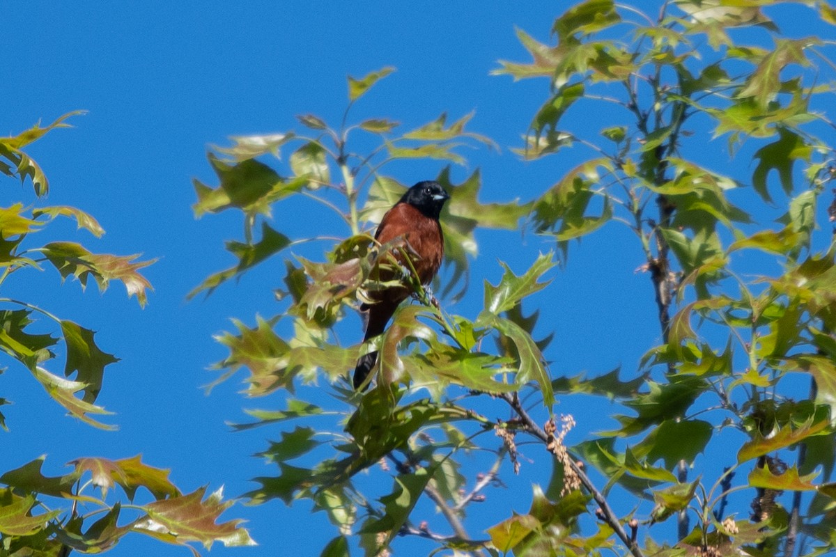 Orchard Oriole - ML619305289