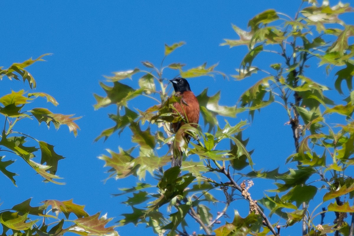 Orchard Oriole - ML619305290