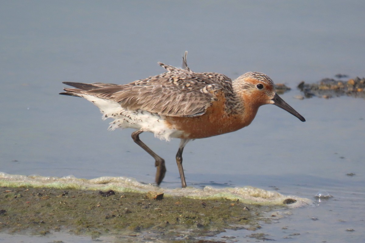 Red Knot - ML619305310