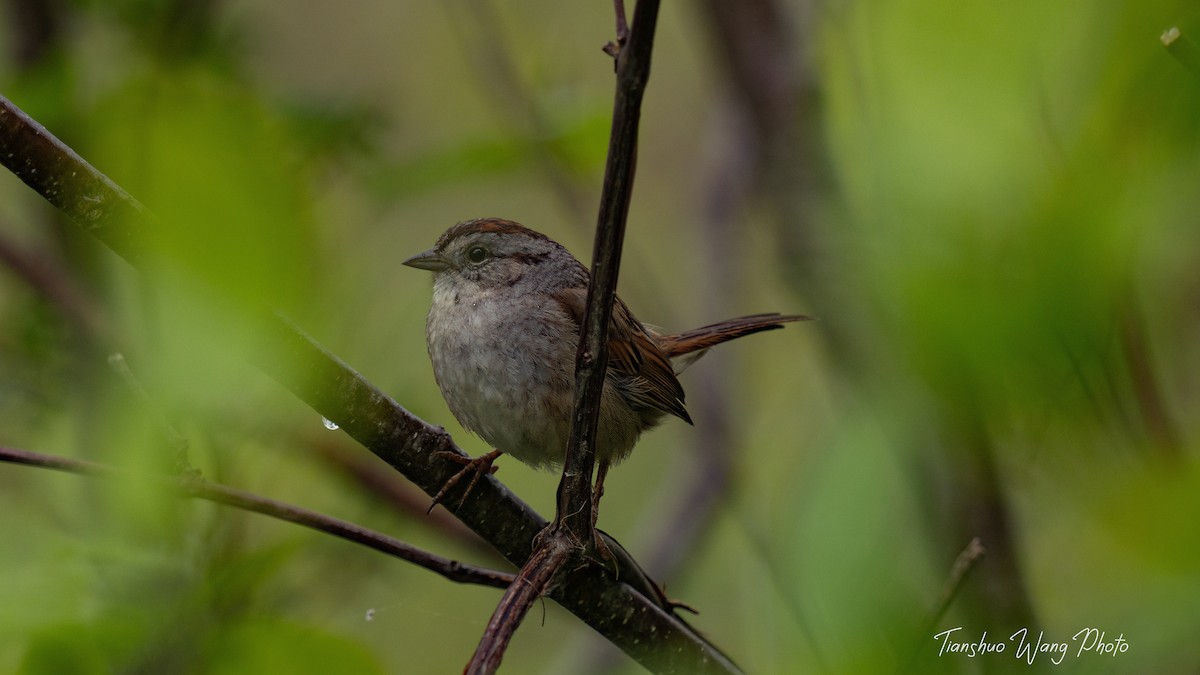Swamp Sparrow - ML619305323