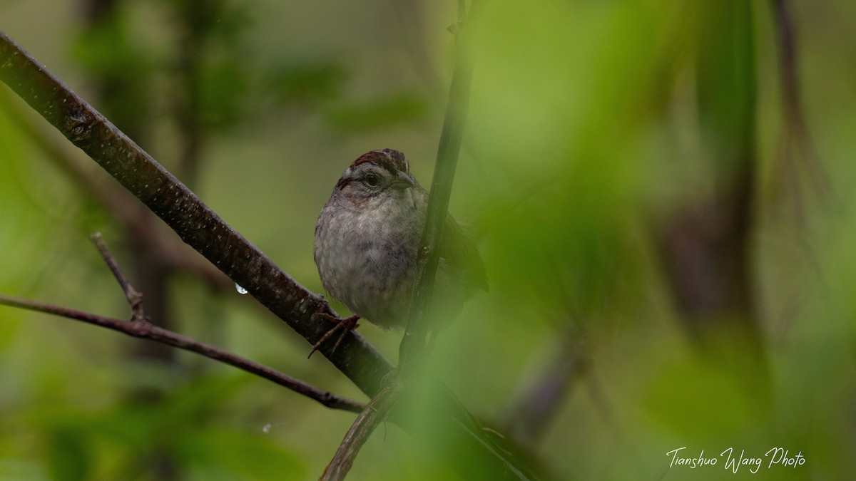 Swamp Sparrow - ML619305324