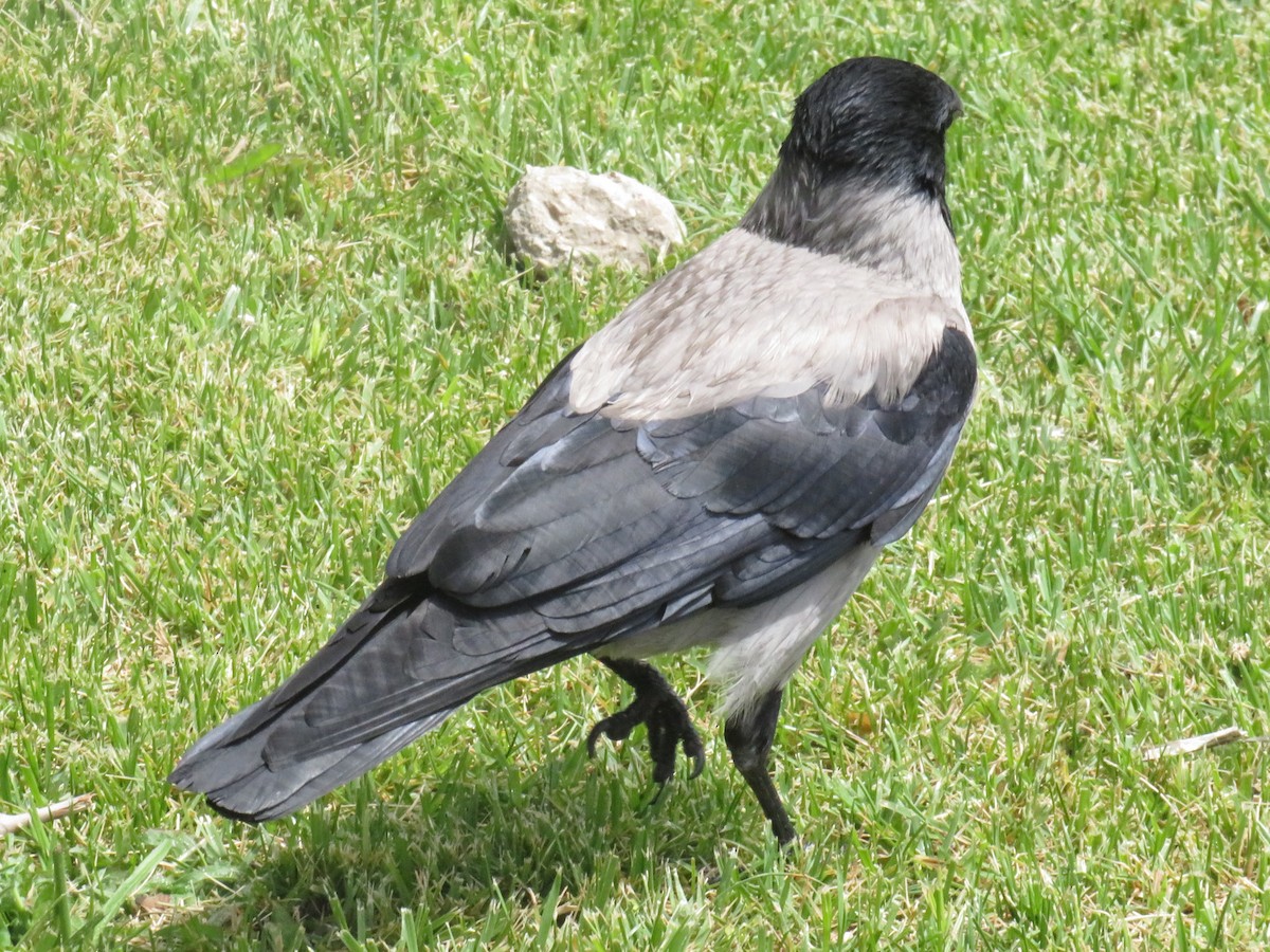 Hooded Crow (Hooded) - ML619305346