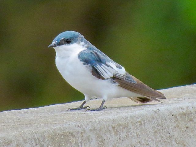 White-winged Swallow - ML619305366
