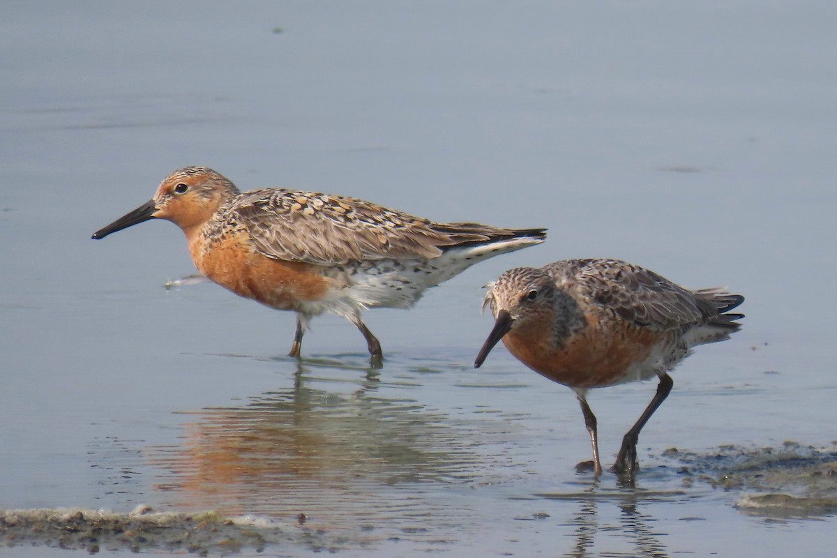 Red Knot - ML619305367