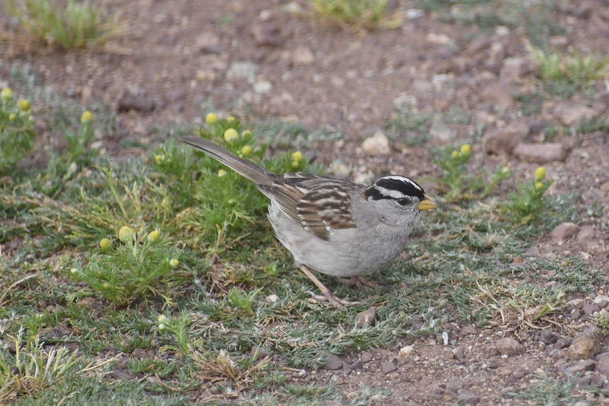 White-crowned Sparrow (nuttalli) - ML619305371