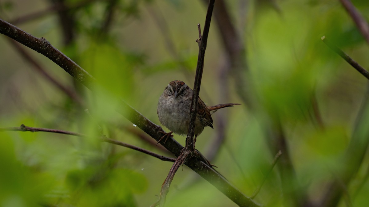 Swamp Sparrow - ML619305376